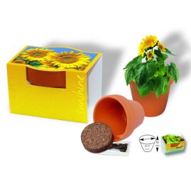 Solros i terracottakruka produktbild