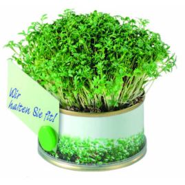 Miniträdgård i burk med olika innehåll produktbild